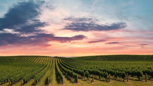 Des vignes aux vallées. Protéger la beauté de Willunga