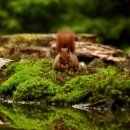 Hidden Wildlife of the Willunga Basin Revealed